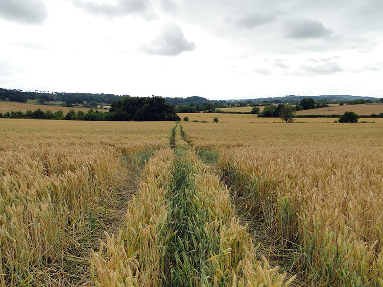 Massive field crossing to Mickleton