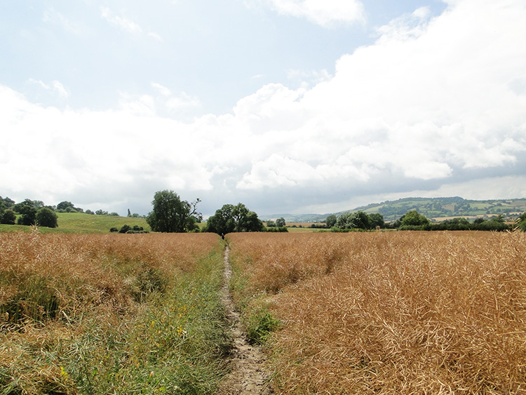 Muddy way to Winchcombe