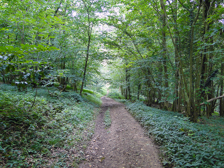 Lineover Wood