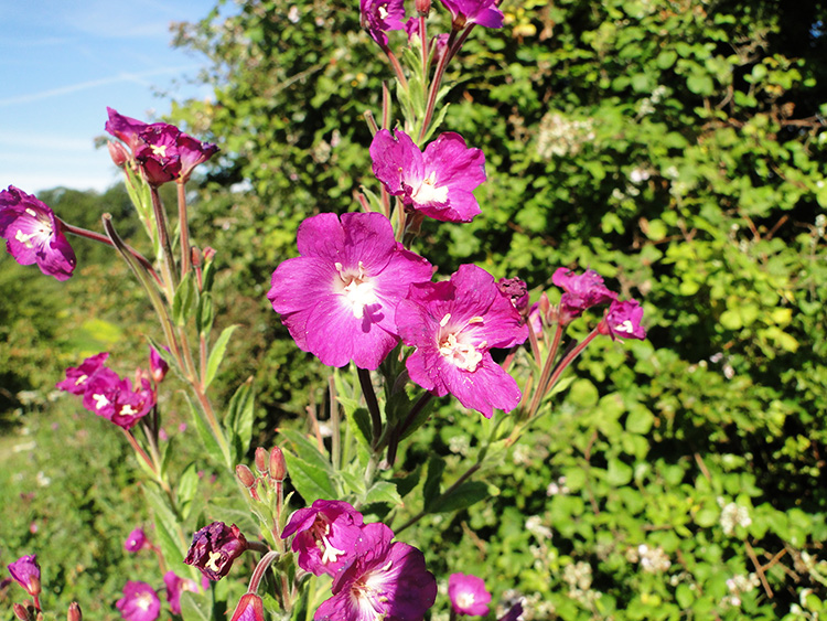 Colour near Horton Court