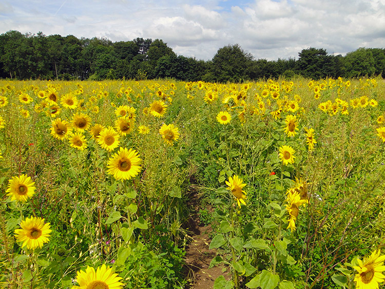Sunflower field near Tormarton
