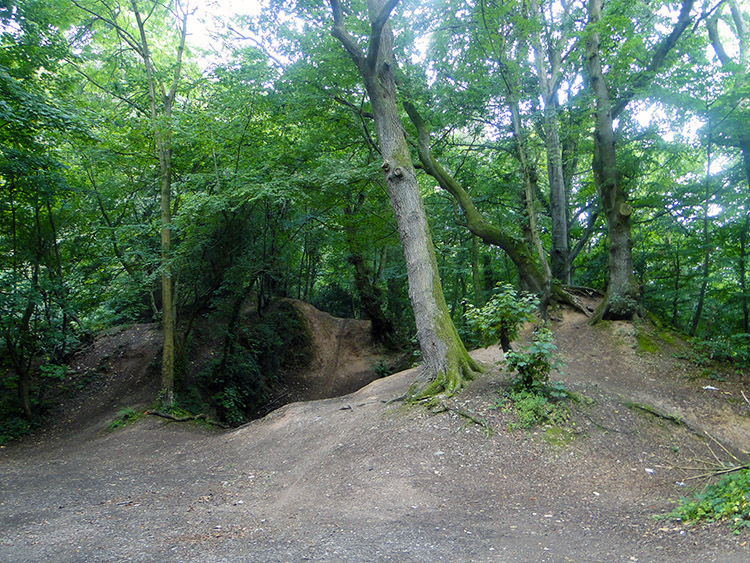 Rooks Castle Wood