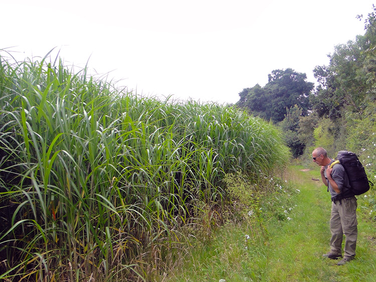 Hemmed in to the fieldside