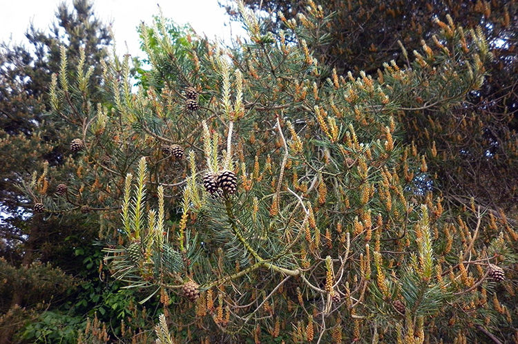 Pinefest near Harlow Hill