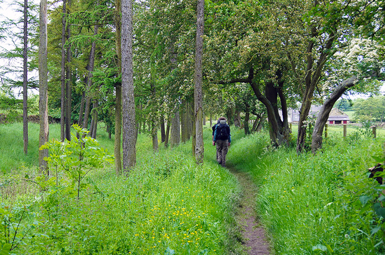 Small woodland copse near Wall Houses