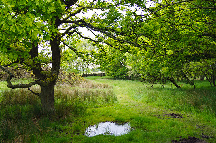 Picturesque Dell at Errington Hill