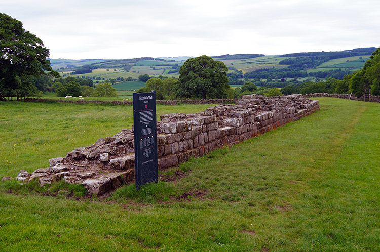 Planetrees, our first sight of authentic Roman wall