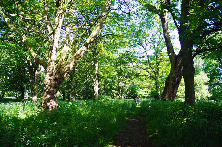 Beautiful woodland