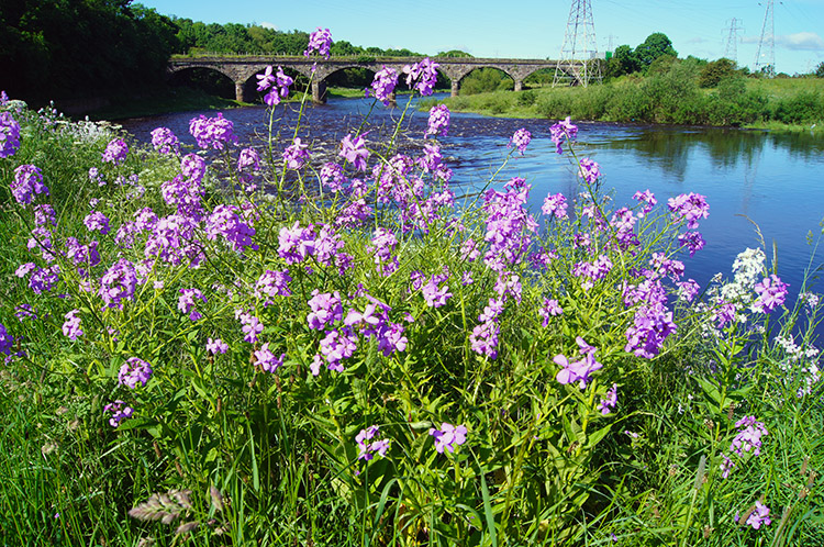 Pinks by the River Eden near Etterby Rail Bridge