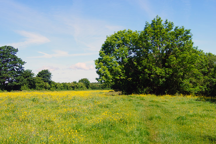 Buttercup glory near Grinsdale