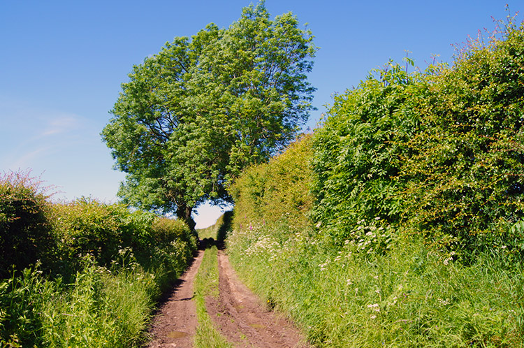 The track from Beaumont to Burgh by Sands