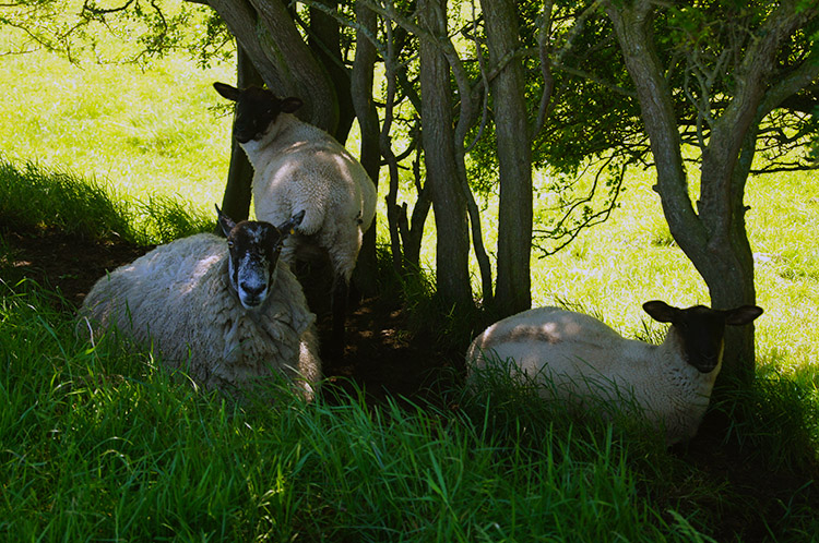 Sheltering from the midday sun