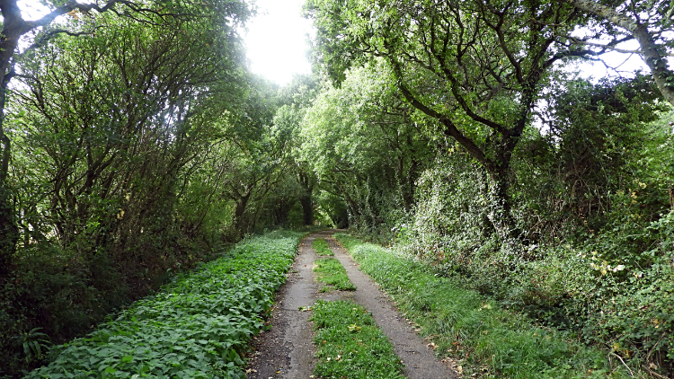 Lane near Shalfleet