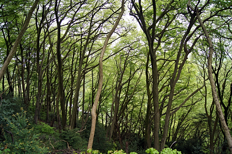 Worgan's Wood