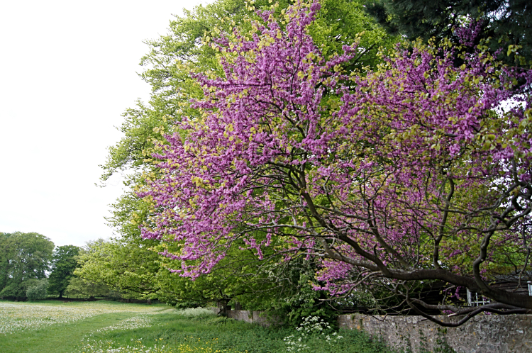 Spring colour in Woodcroft