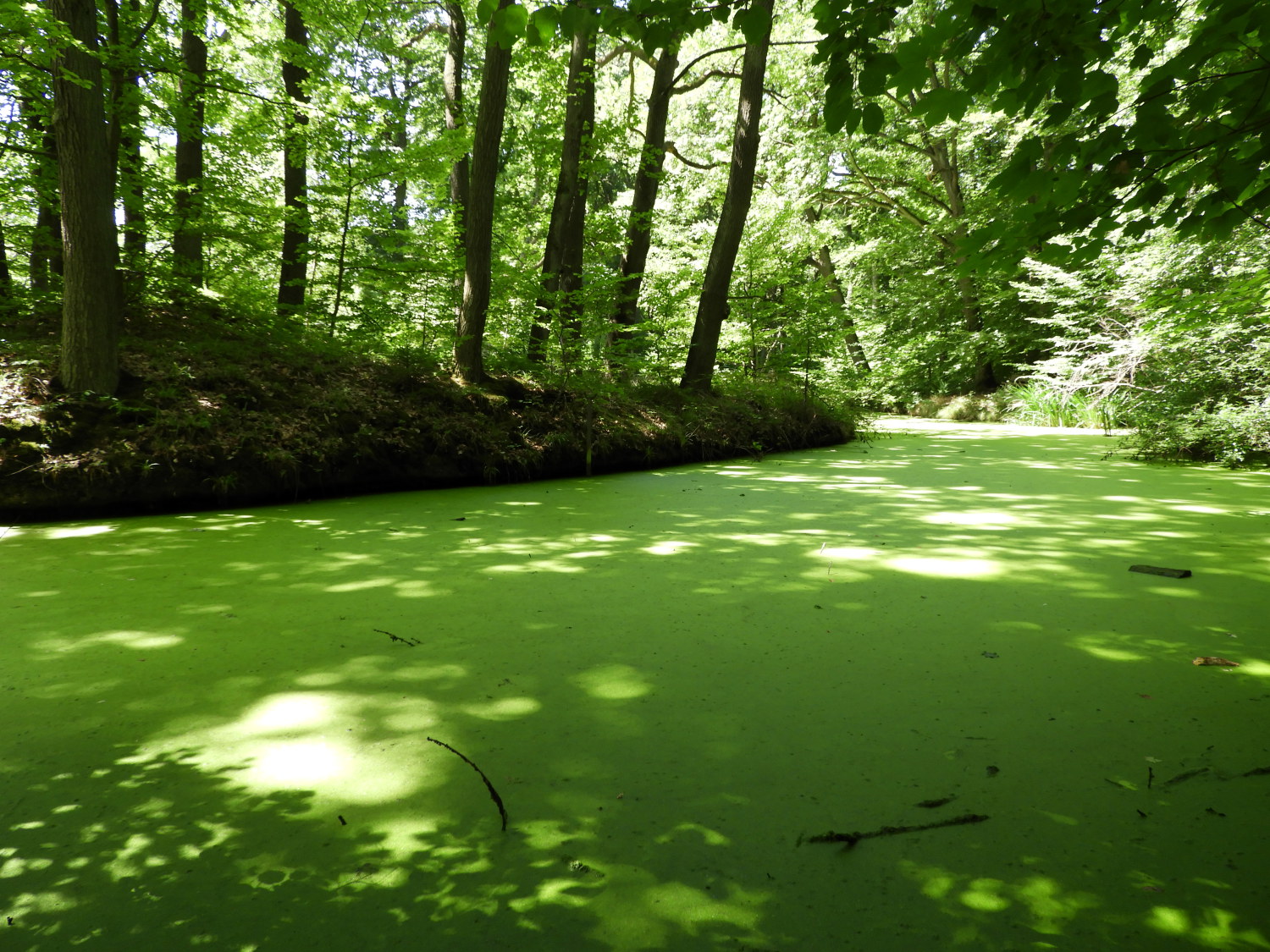 The pond at the Waldschlösschen