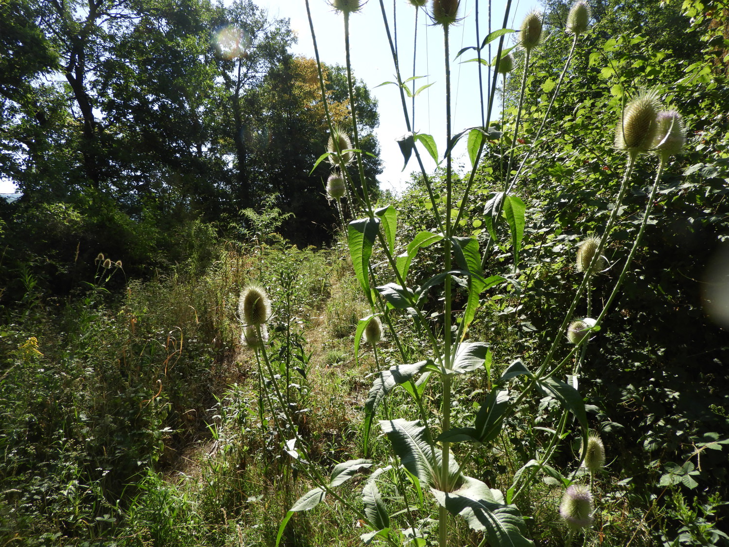 Overgrown pathway