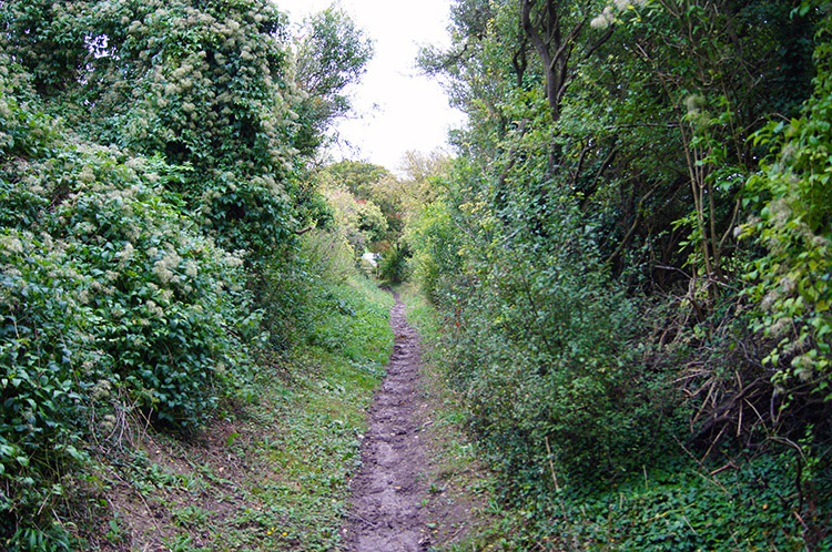 Hedgerow flanked lane near Aldbury