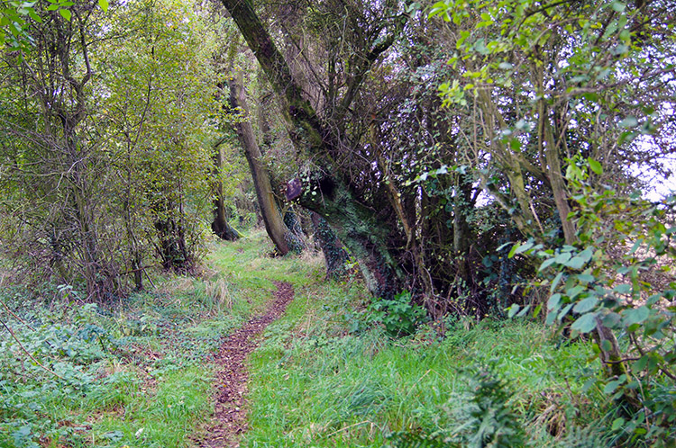 The Ridgeway narrows after Round Hill Downs