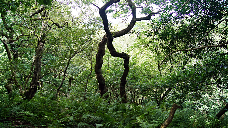 Gnarled trees of the Peckforton Hills