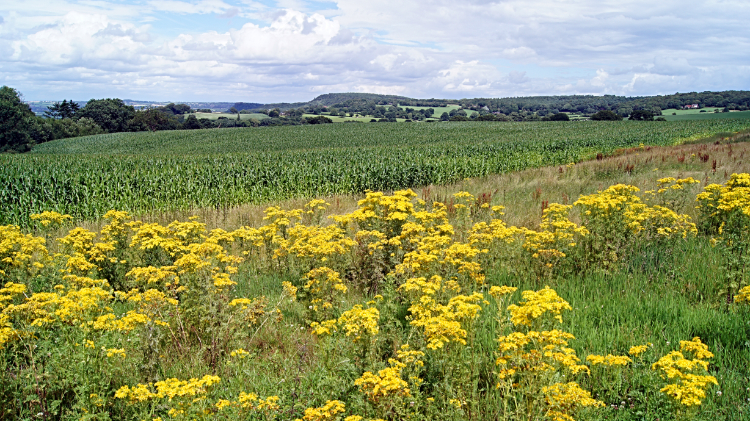 Fields near Droppingstone Farm