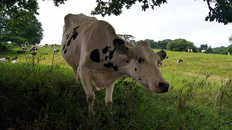 Inquisitive lady on the trail