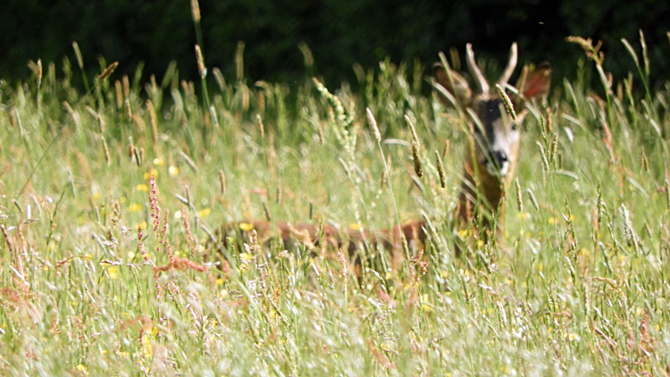 Early morning encounter with a Roe Deer