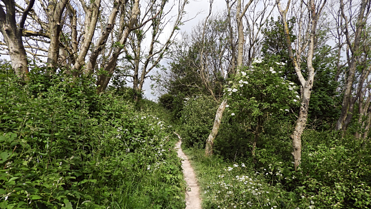 Woodland way near Steyning