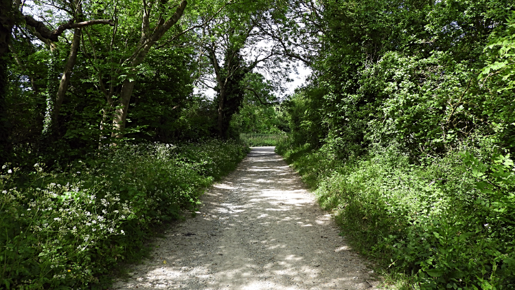 South Downs Way near Washington