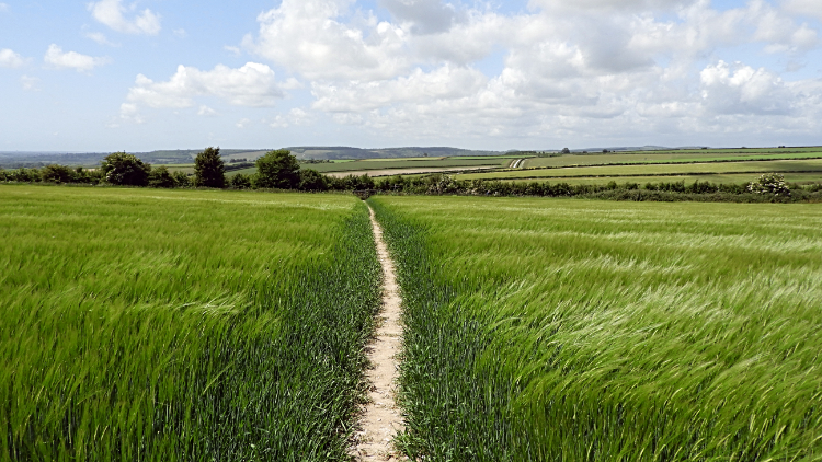 Crossing fields to Burpham