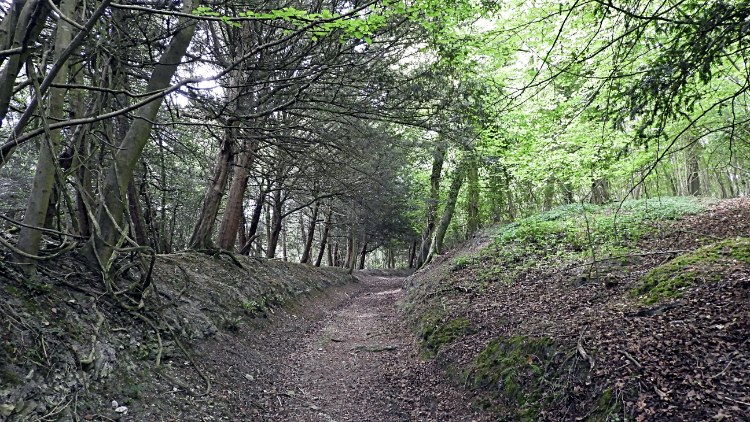 Hollyway through Graffham Downs Reserve