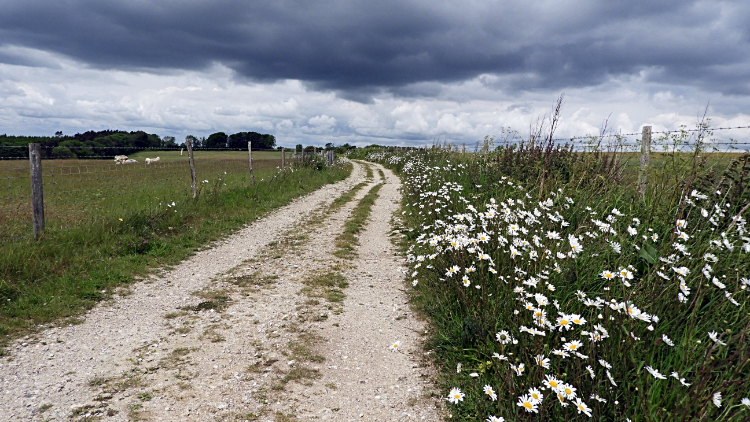 Flower trail across Didling Hill