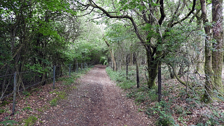 Monkton Copse