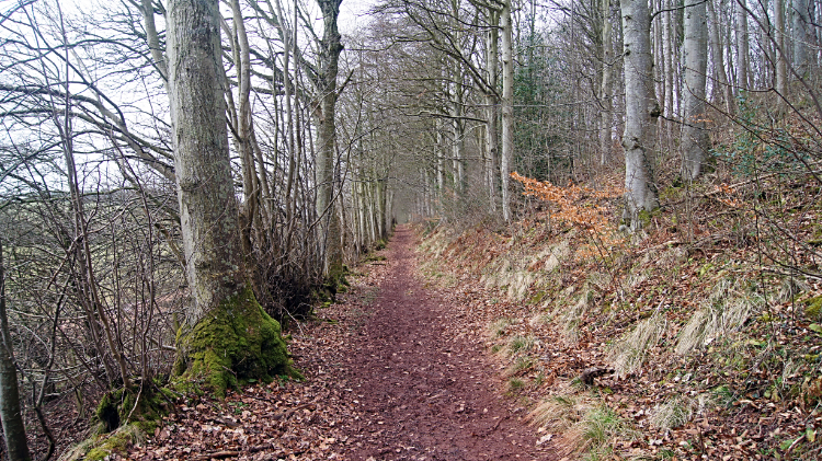 St Cuthbert's Way path through Broad Wood