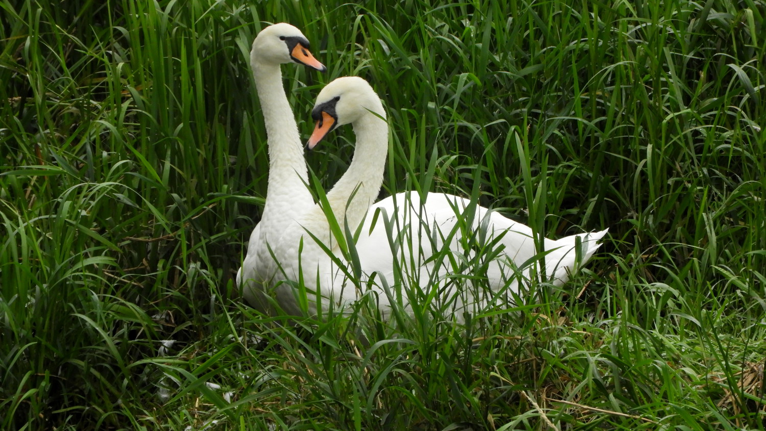 Lovers making home on the Thames