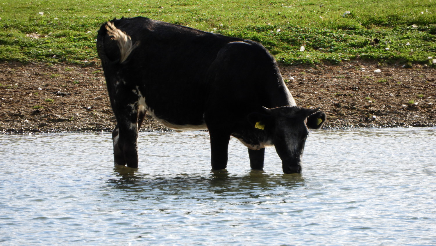 Cow enjoying a drink in the Thames
