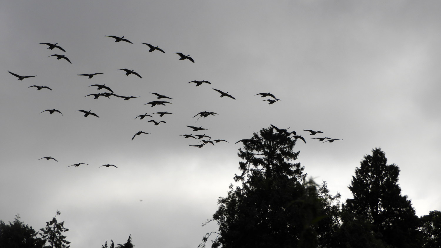 Flock of Geese flypast at Moulsford