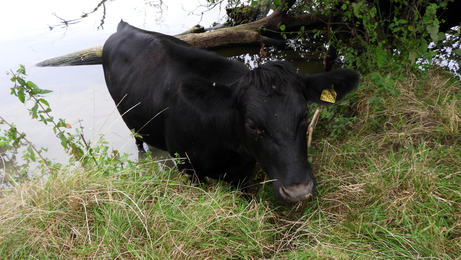 Easiest way to eat the grass