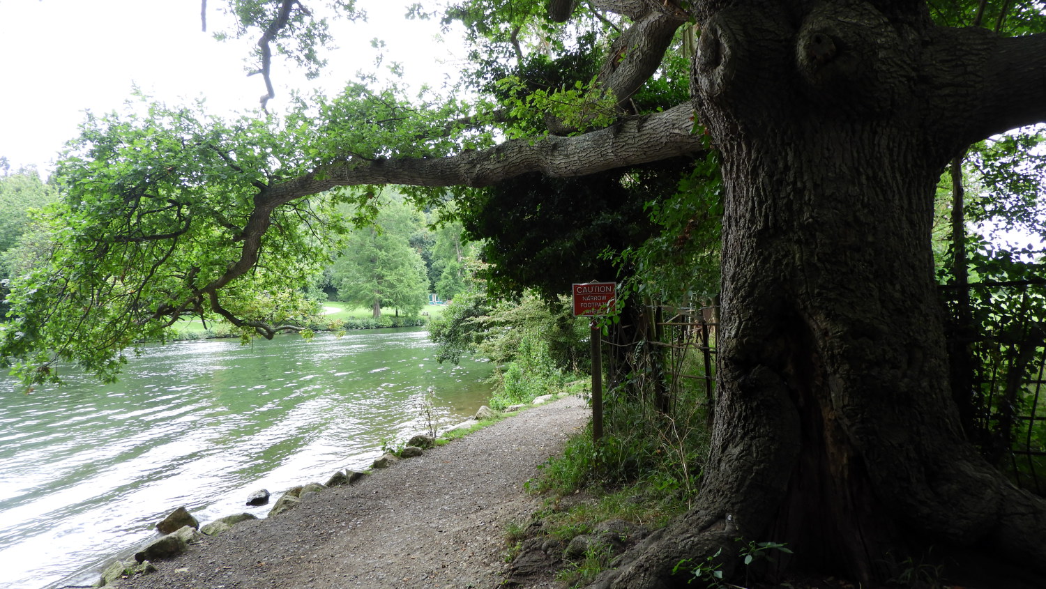 Stately oak by the Thames near Cliveden House