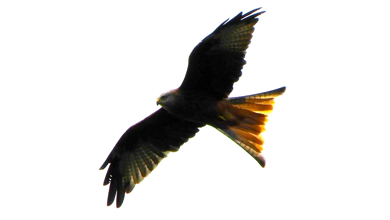 Red Kite flypast