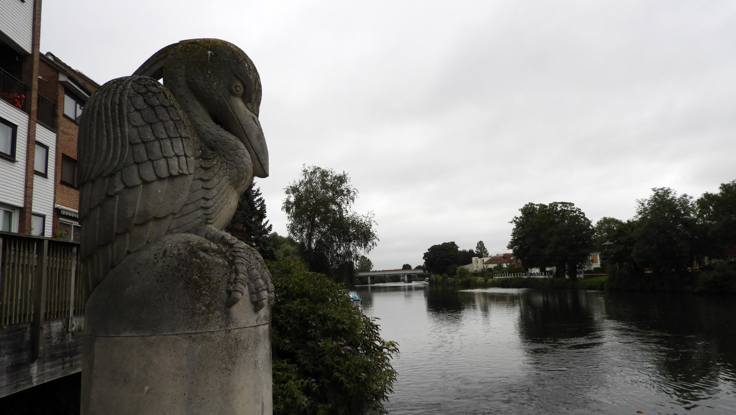 Pelican near Staines Bridge