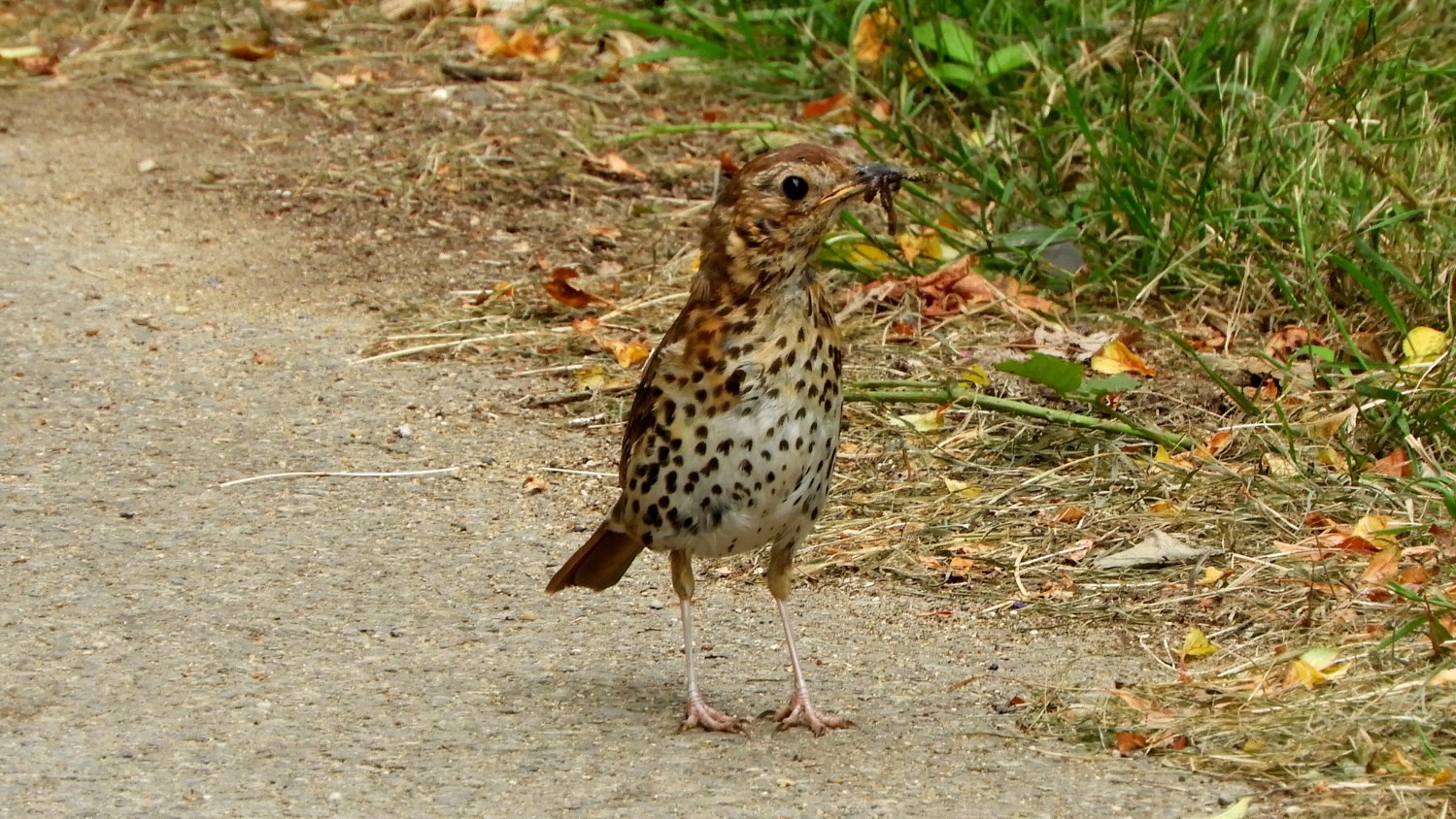 The Thrush with its supper