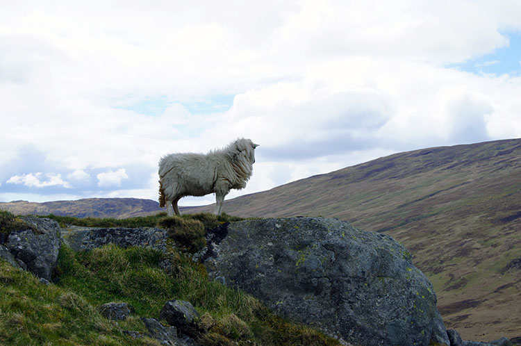 Sheep sentinel on Foel Lwyd