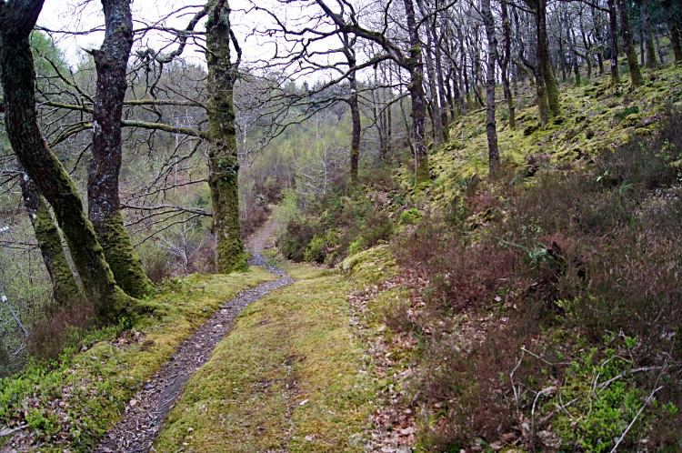 Ceunant Llennyrth National Nature Reserve