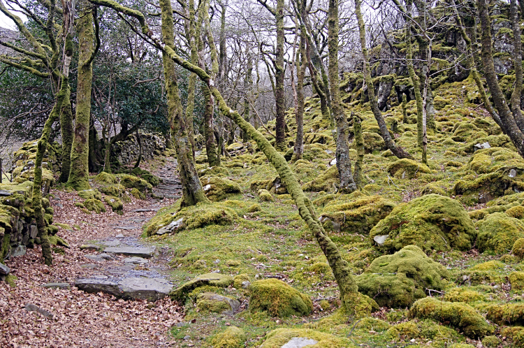 Moss covered woodland of Cwm Bychan