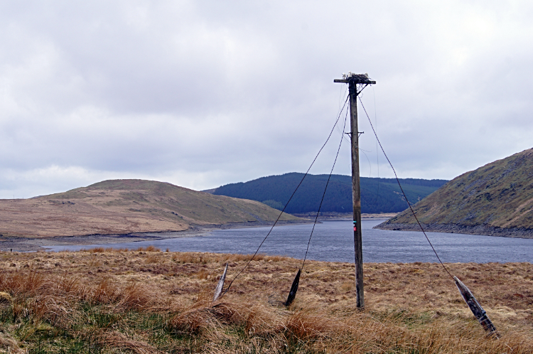 Exposed Heron nest at Nant-y-Moch Reservoir