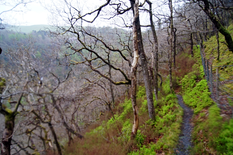 Coed Rheidol National Nature Reserve