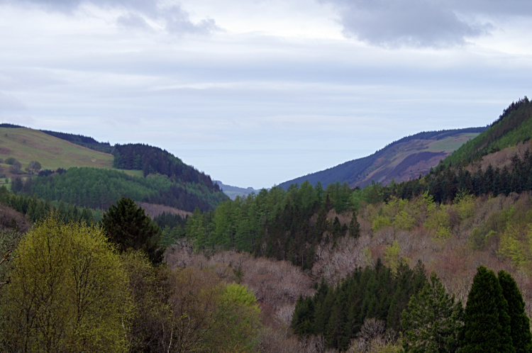 Ystwyth Gorge Forest