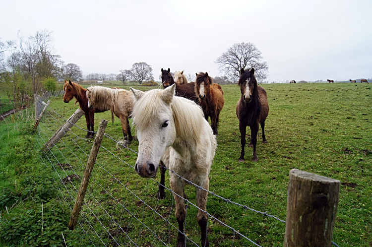 Friendly horses