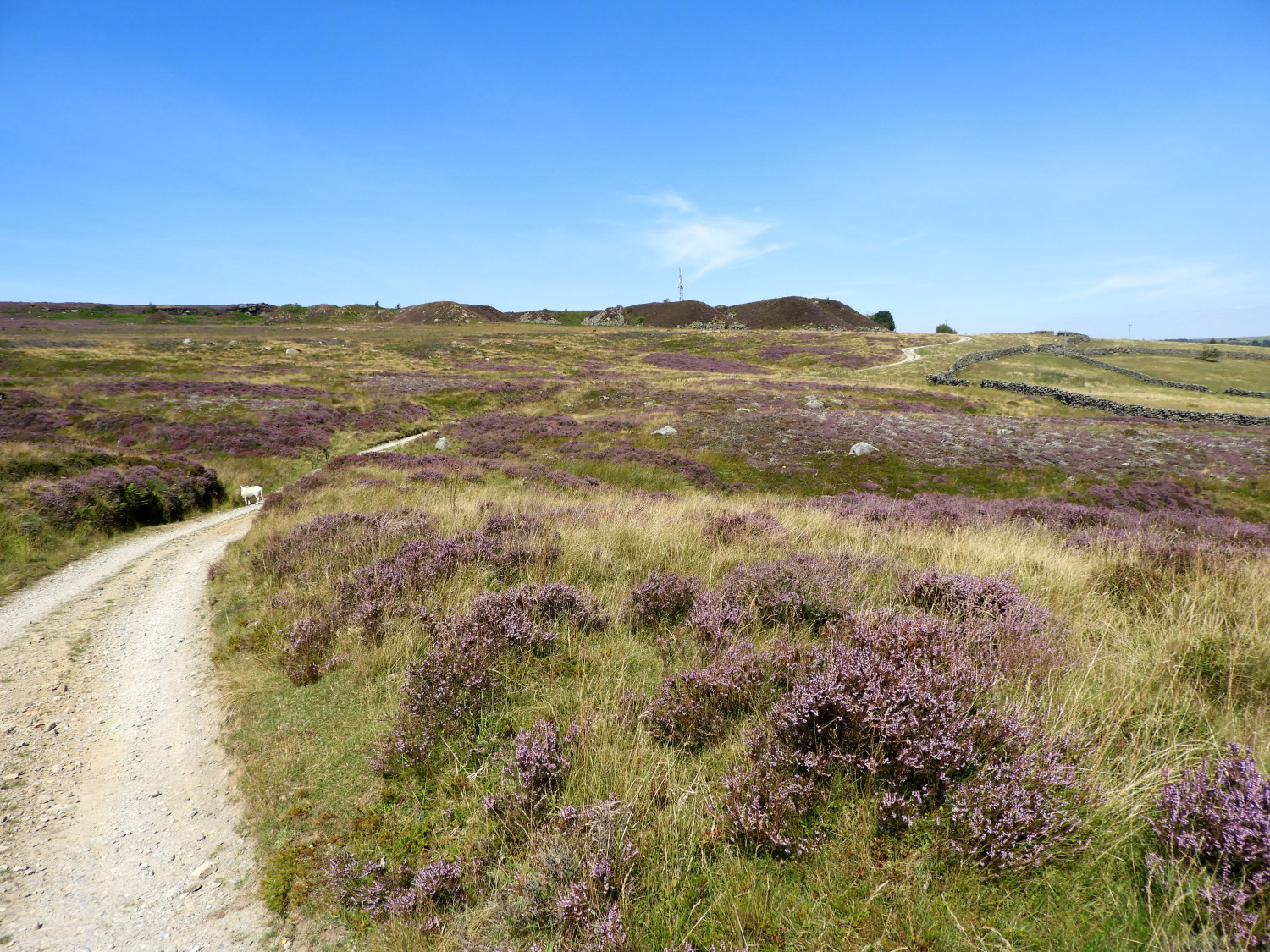 The heather road to Guise Cliff